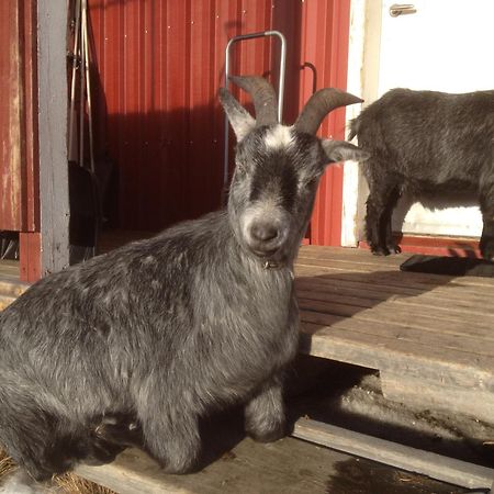 Ofelas Islandshaestar & Guideservice Kiruna Exterior foto