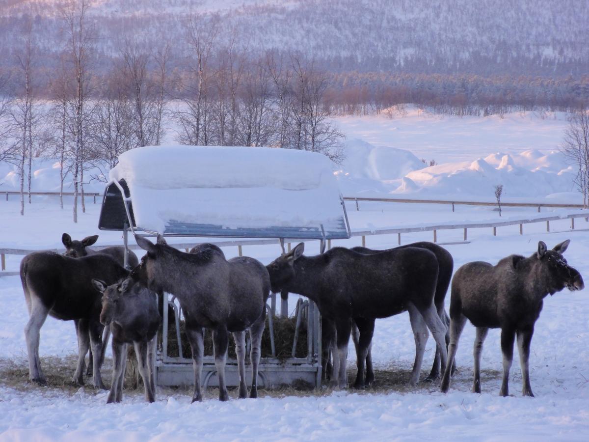 Ofelas Islandshaestar & Guideservice Kiruna Exterior foto